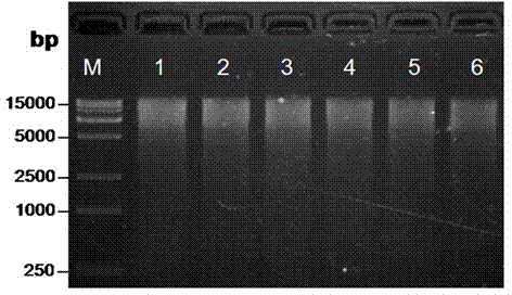 Method for efficiently extracting tropical plant DNA