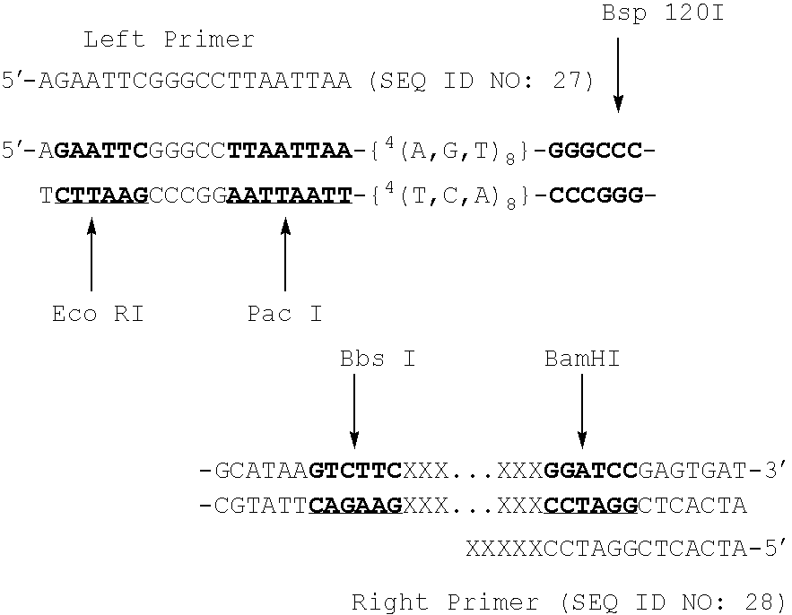 Polymorphic DNA fragments and uses thereof