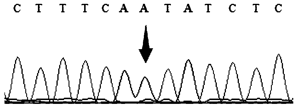 Gene detection kit for detecting individual drug use of tacrolimus drug