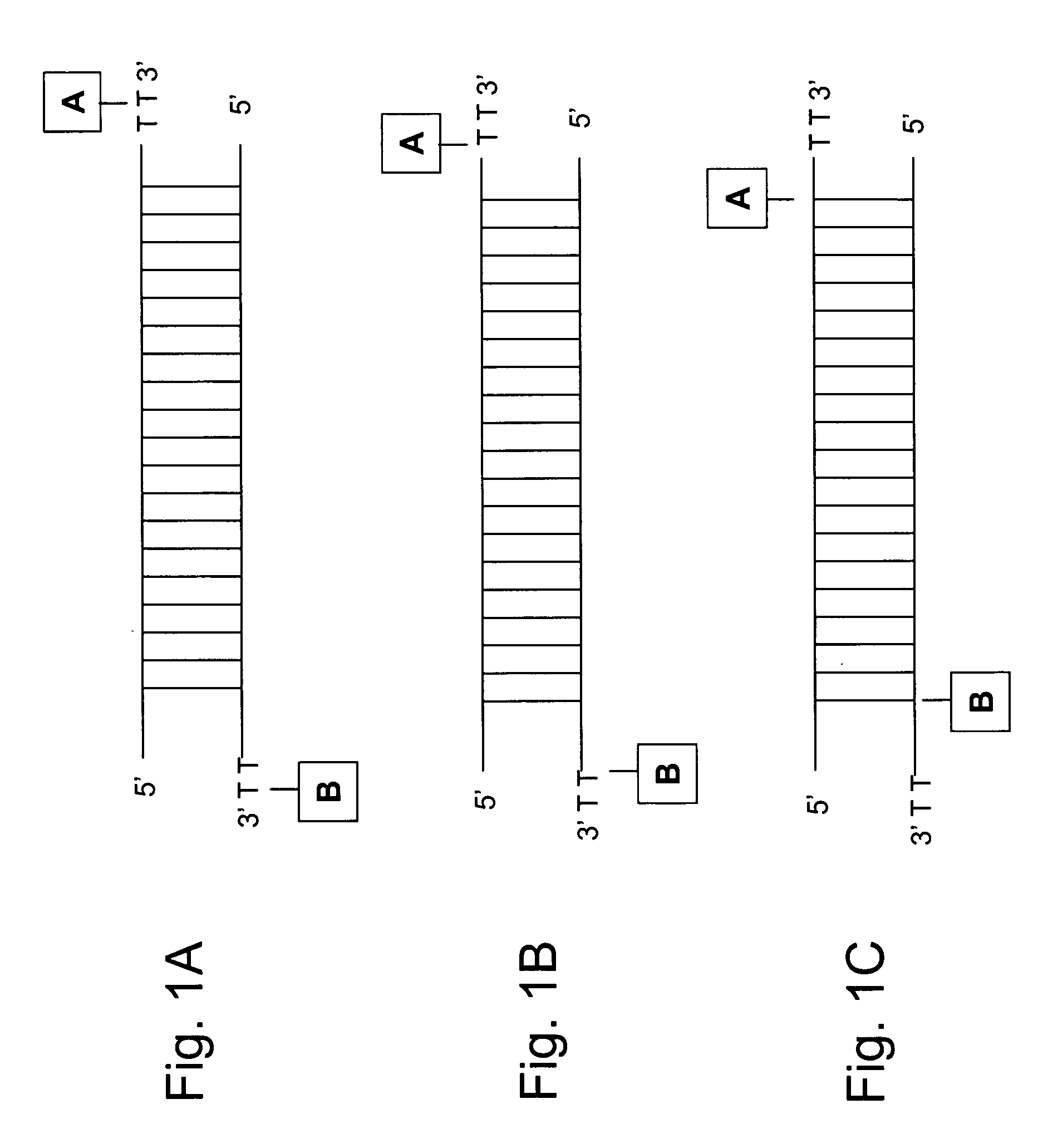 Caged RNAs and methods of use thereof