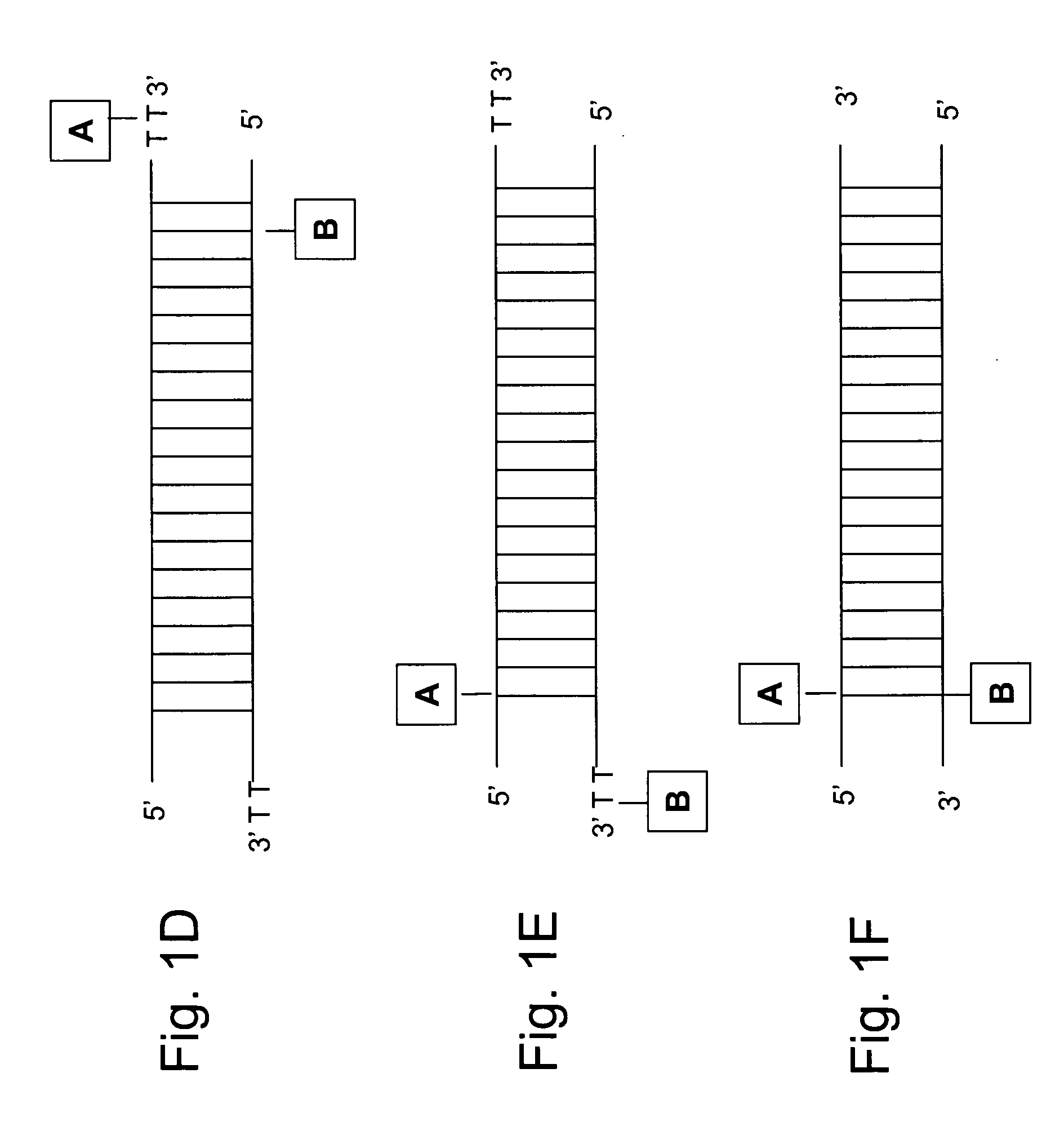 Caged RNAs and methods of use thereof