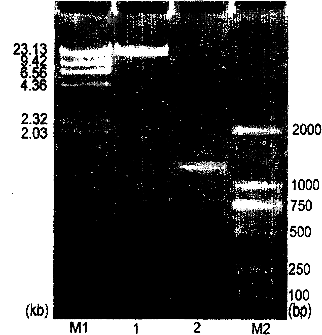 Method of modifying gene and obtained recombinant gene and encoded protin