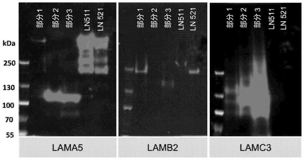 Systems and methods for producing retinal progenitors