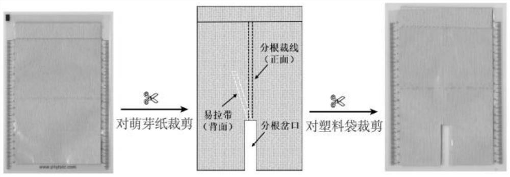 Plant root division device based on germination paper and plant root division culture method