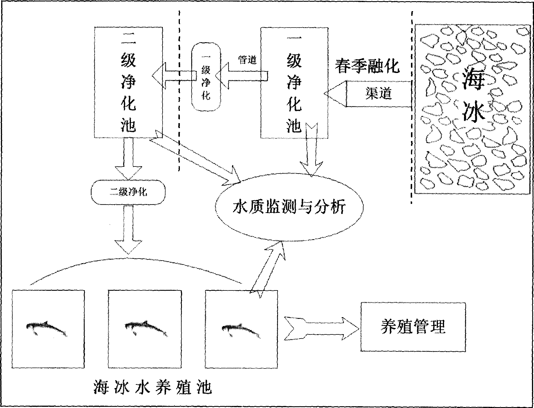 Method for cultivating tilapia by sea ice water