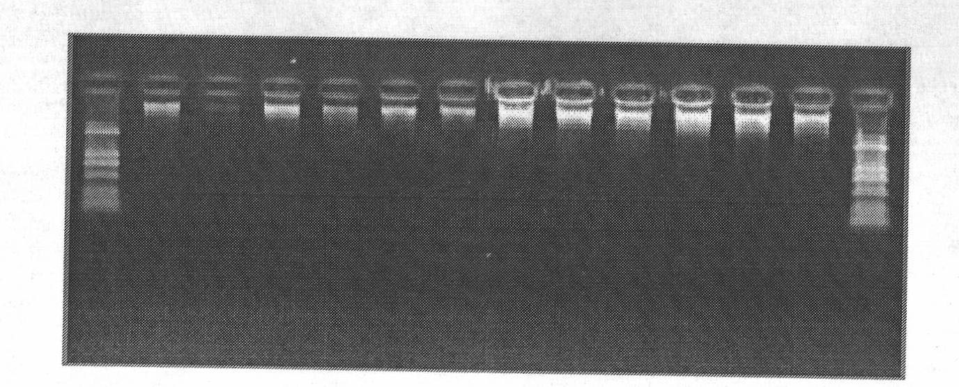 Method for preparing DNA Marker in nested PCR-DGGE (Polymerase Chain Reaction-Denaturing Gradient Gel Electrophoresis) detection of AMF (Arbuscular Mycorrhizal Fungi) community diversity