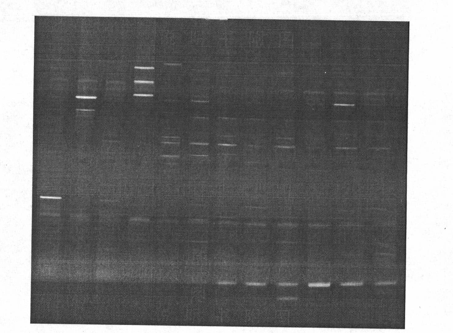 Method for preparing DNA Marker in nested PCR-DGGE (Polymerase Chain Reaction-Denaturing Gradient Gel Electrophoresis) detection of AMF (Arbuscular Mycorrhizal Fungi) community diversity