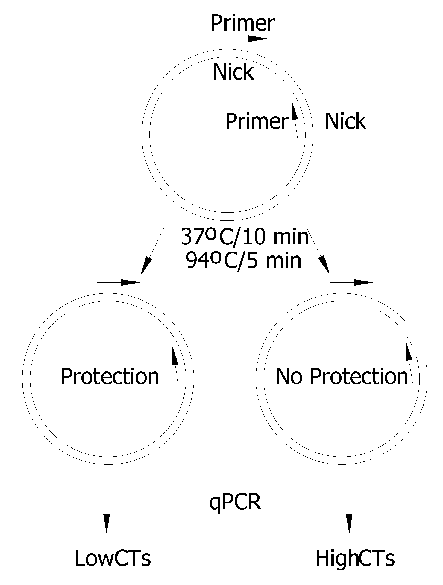 Methods and Compositions for Amplification of DNA