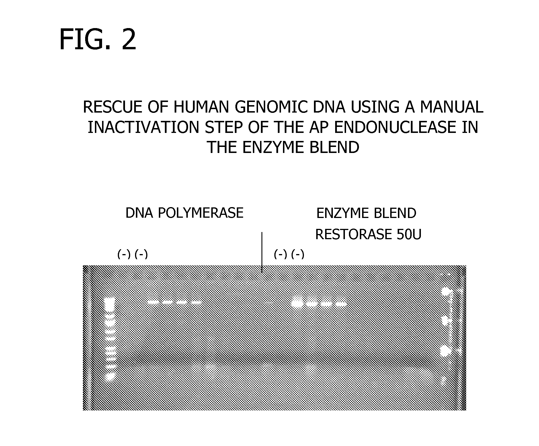 Methods and Compositions for Amplification of DNA