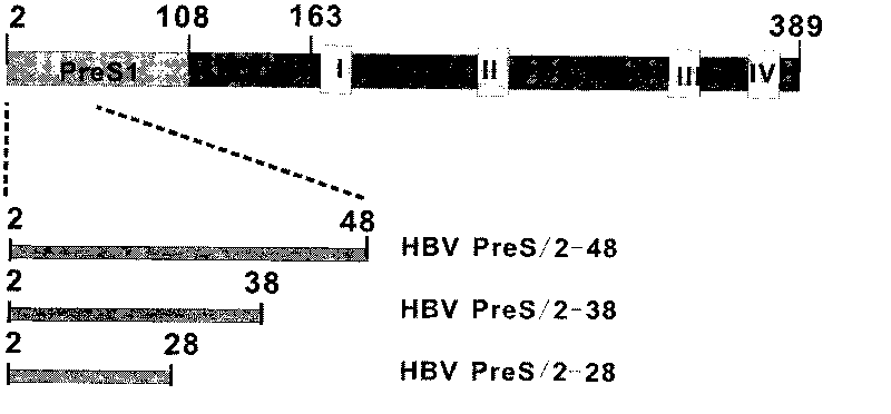 Novel small-molecule polypeptide blocking hepatitis B virus infection