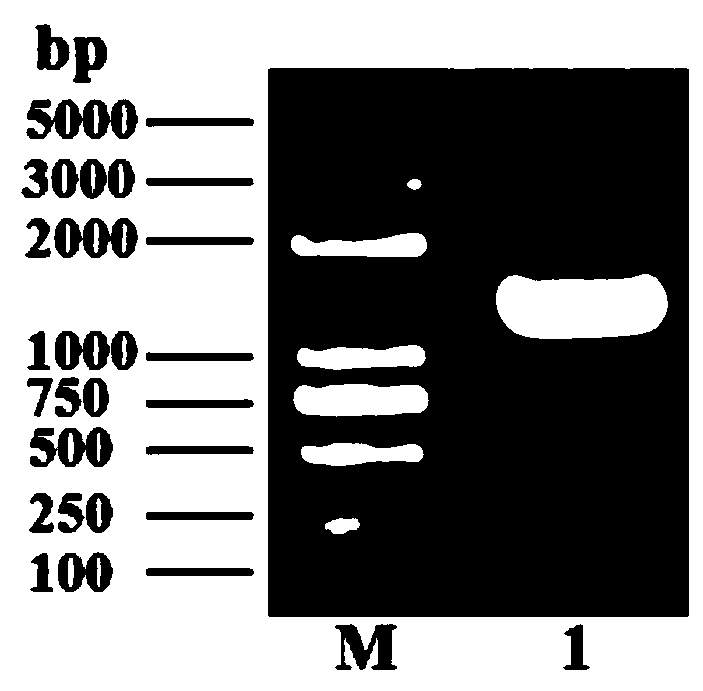 Vector used for inserting exogenous gene in riemerella anatipestifer genome, and method