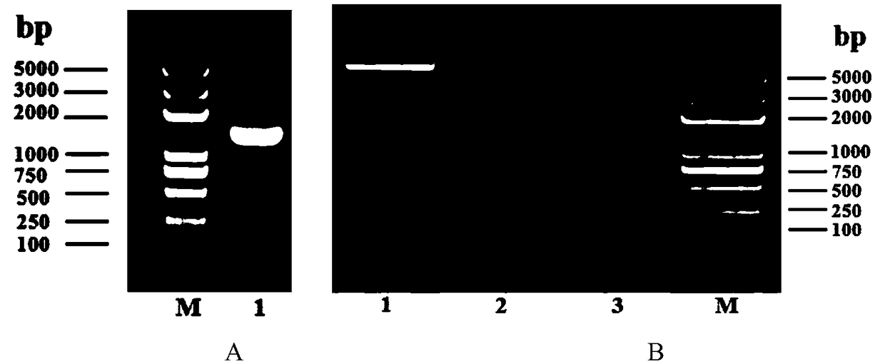 Vector used for inserting exogenous gene in riemerella anatipestifer genome, and method