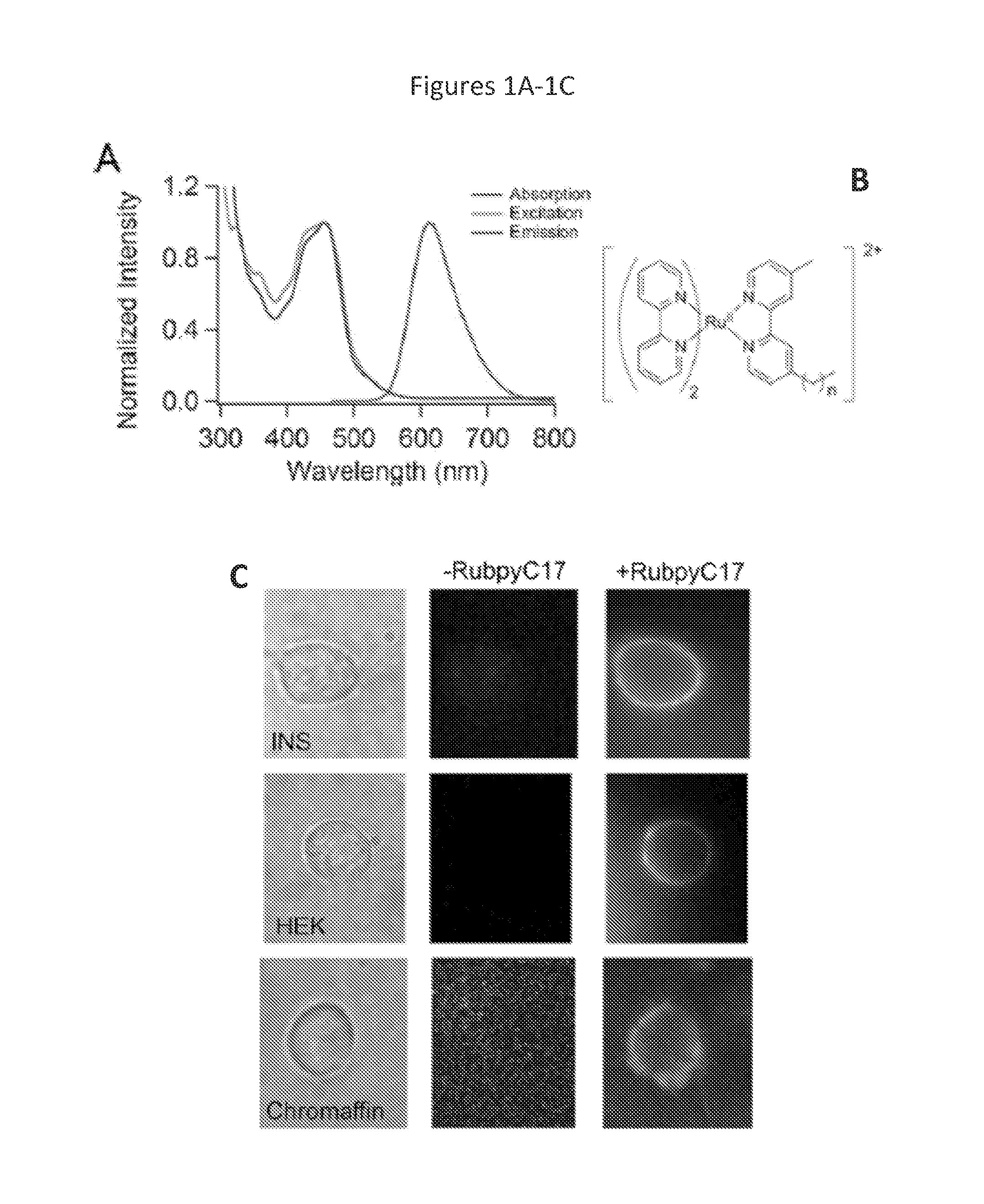 Photoactivated molecules for light-induced modulation of the activity of electrically excitable cells and methods of using same