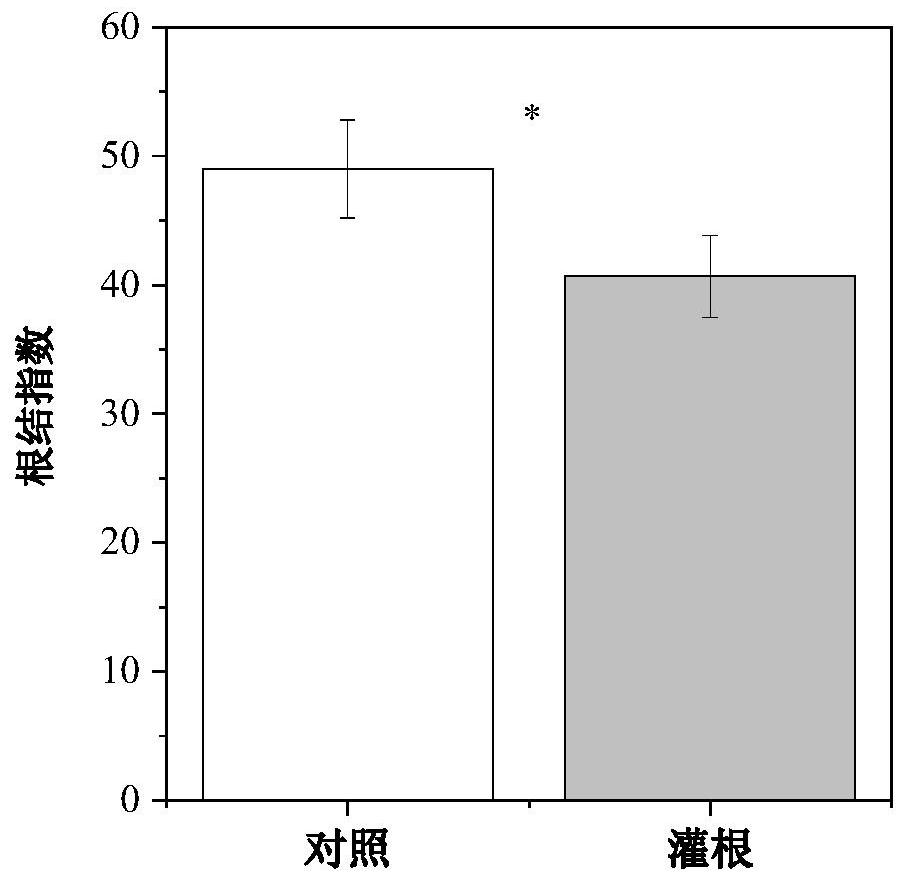 Method for preventing and controlling greenhouse soil continuous cropping obstacles by using endophytic fungus secondary metabolites