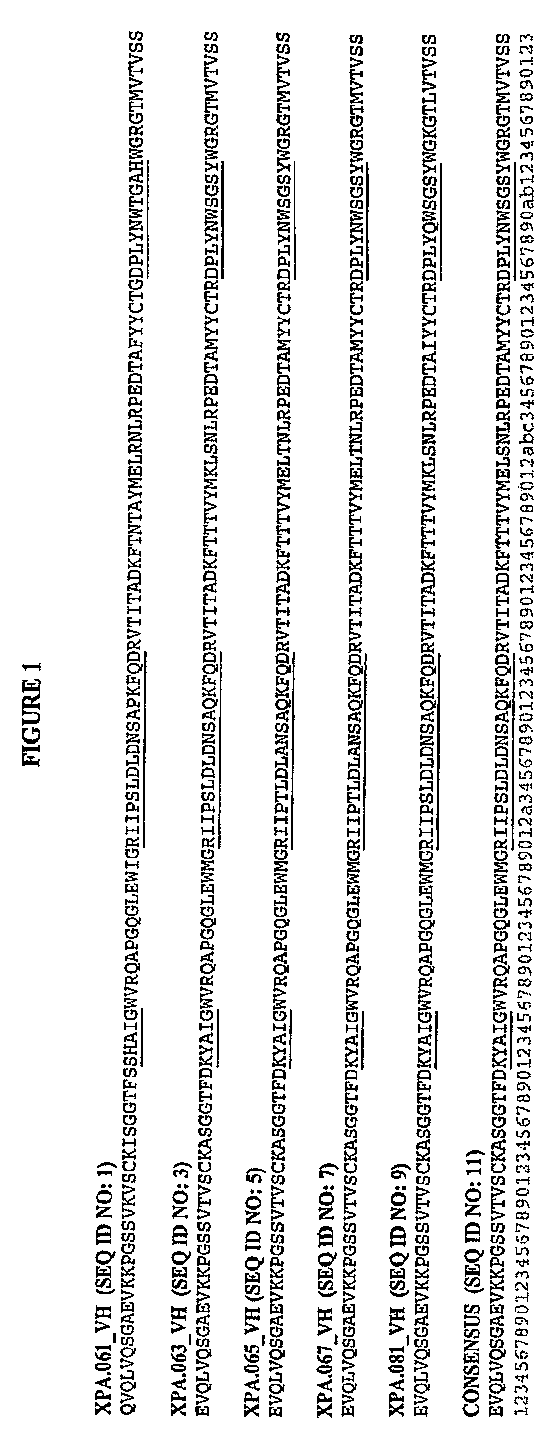 Human antibodies specific for gastrin materials and methods