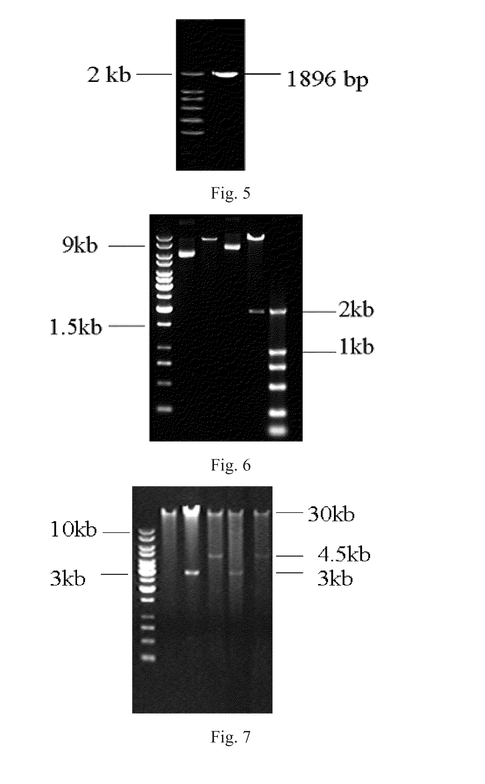 Use of hepatocyte nuclear factor 1a in preparation of drug for treating malignant solid tumor disease