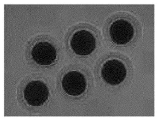 Method for vitrified freezing and thawing of canine ova, and ova frozen and thawed according to same