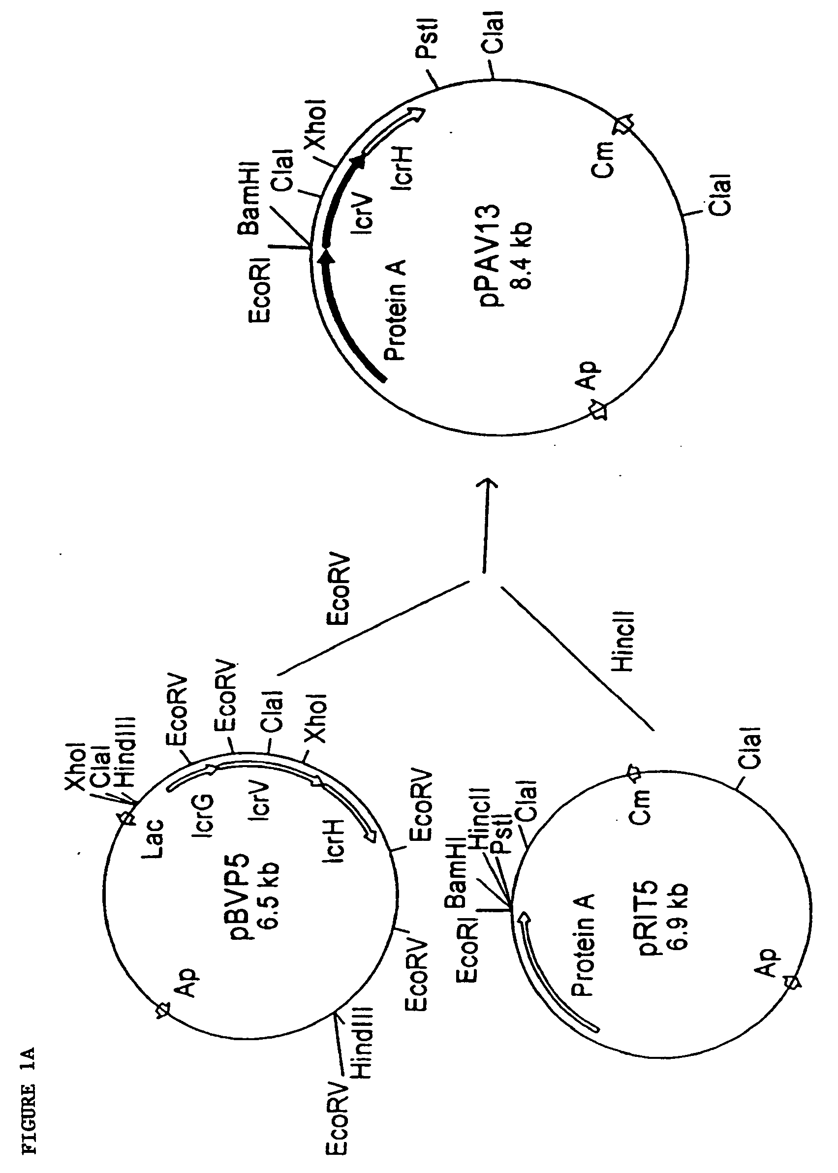 Yersinia polypeptide vaccines, antibodies and immunomodulatory proteins