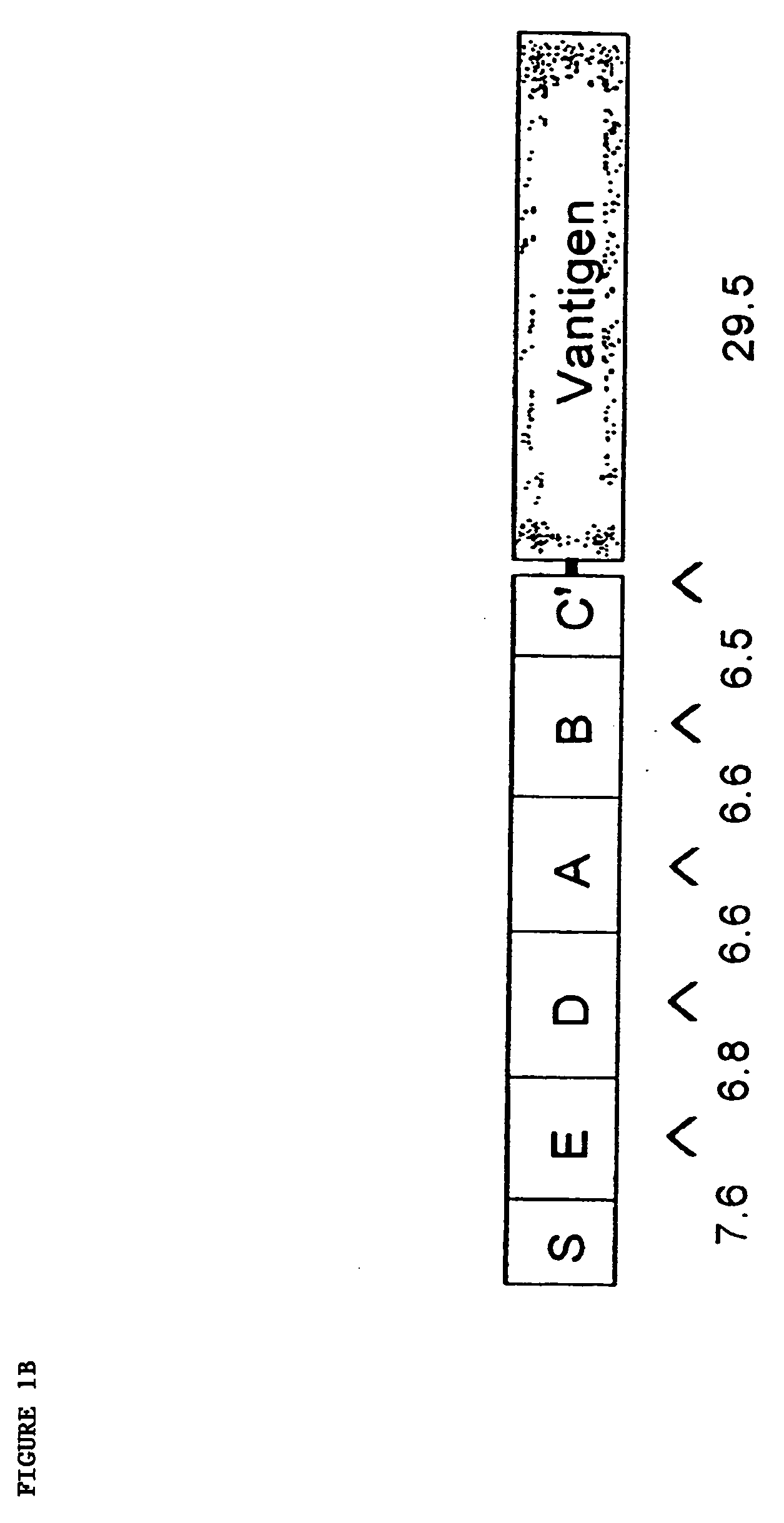 Yersinia polypeptide vaccines, antibodies and immunomodulatory proteins