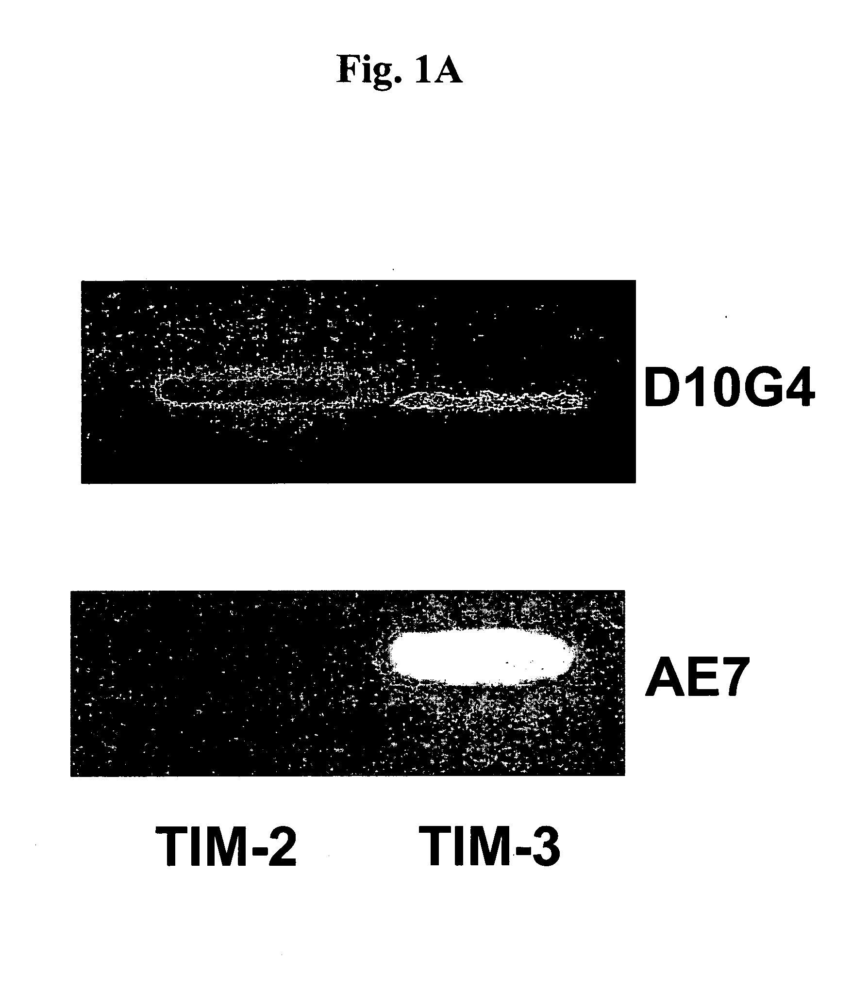 Methods of modulating immune responses by modulating tim-1, tim-2 and tim-4 function