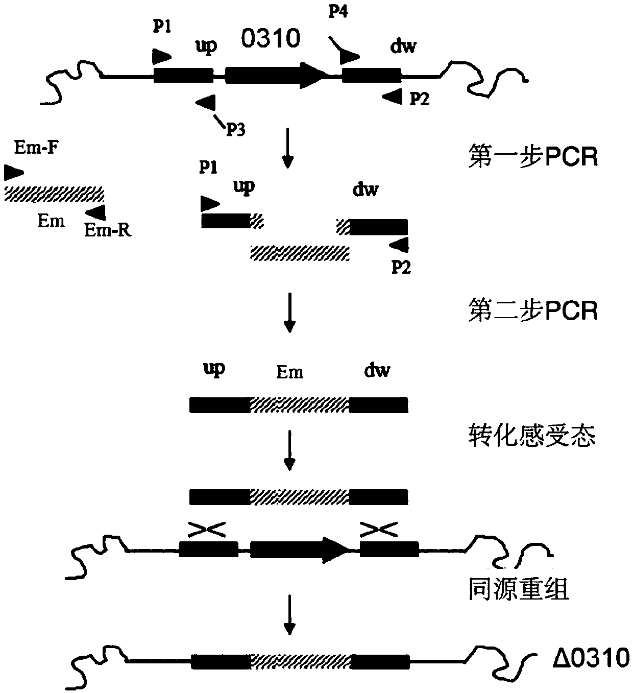 Application of SPD_0310 protein as target spot in preparation of medicine for preventing and treating streptococcus pneumoniae infection