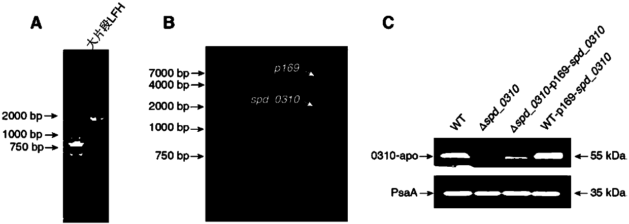 Application of SPD_0310 protein as target spot in preparation of medicine for preventing and treating streptococcus pneumoniae infection