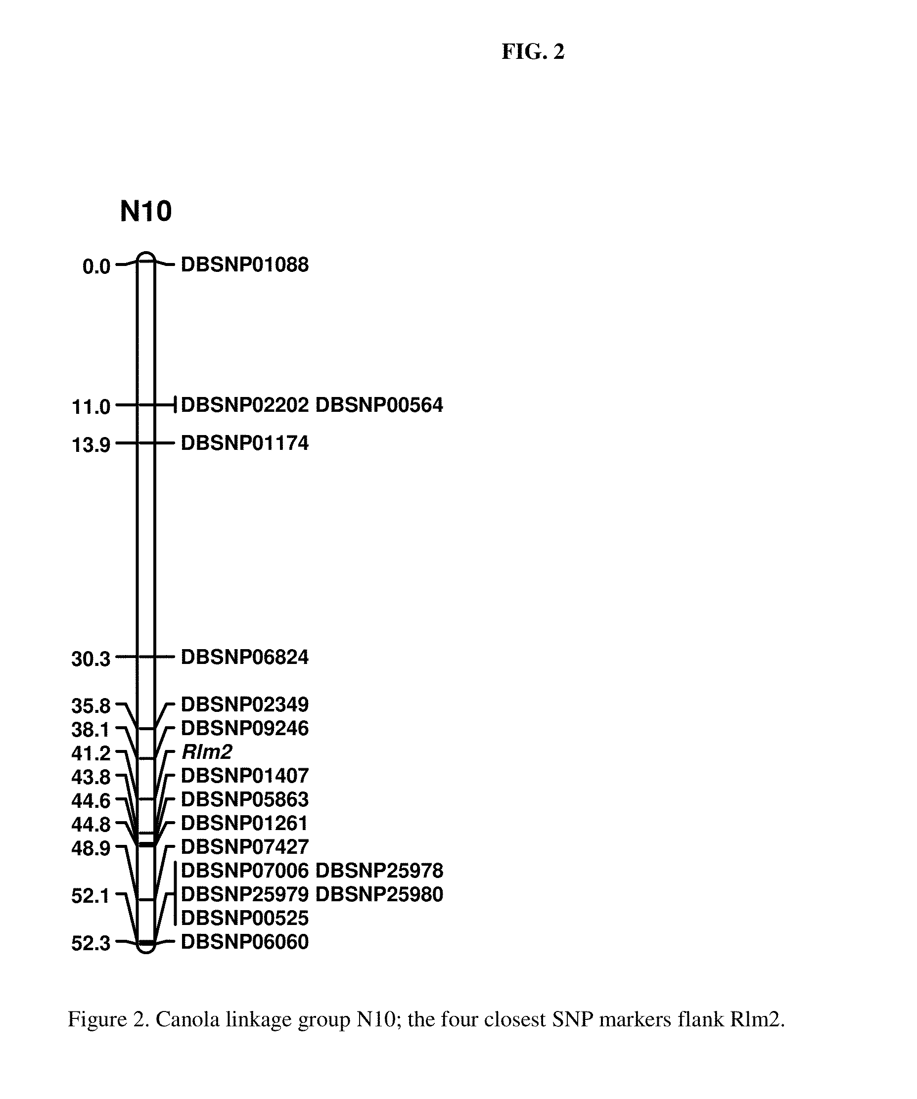 Molecular markers for blackleg resistance gene rlm2 in brassica napus and methods of using the same