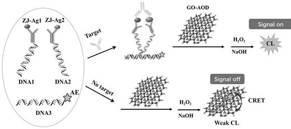 Homogeneous immunoassay method and equipment based on proximity strike effect and graphene oxide quenching acridinium ester chemiluminescence