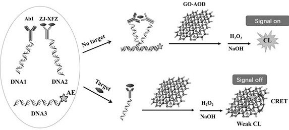 Homogeneous immunoassay method and equipment based on proximity strike effect and graphene oxide quenching acridinium ester chemiluminescence