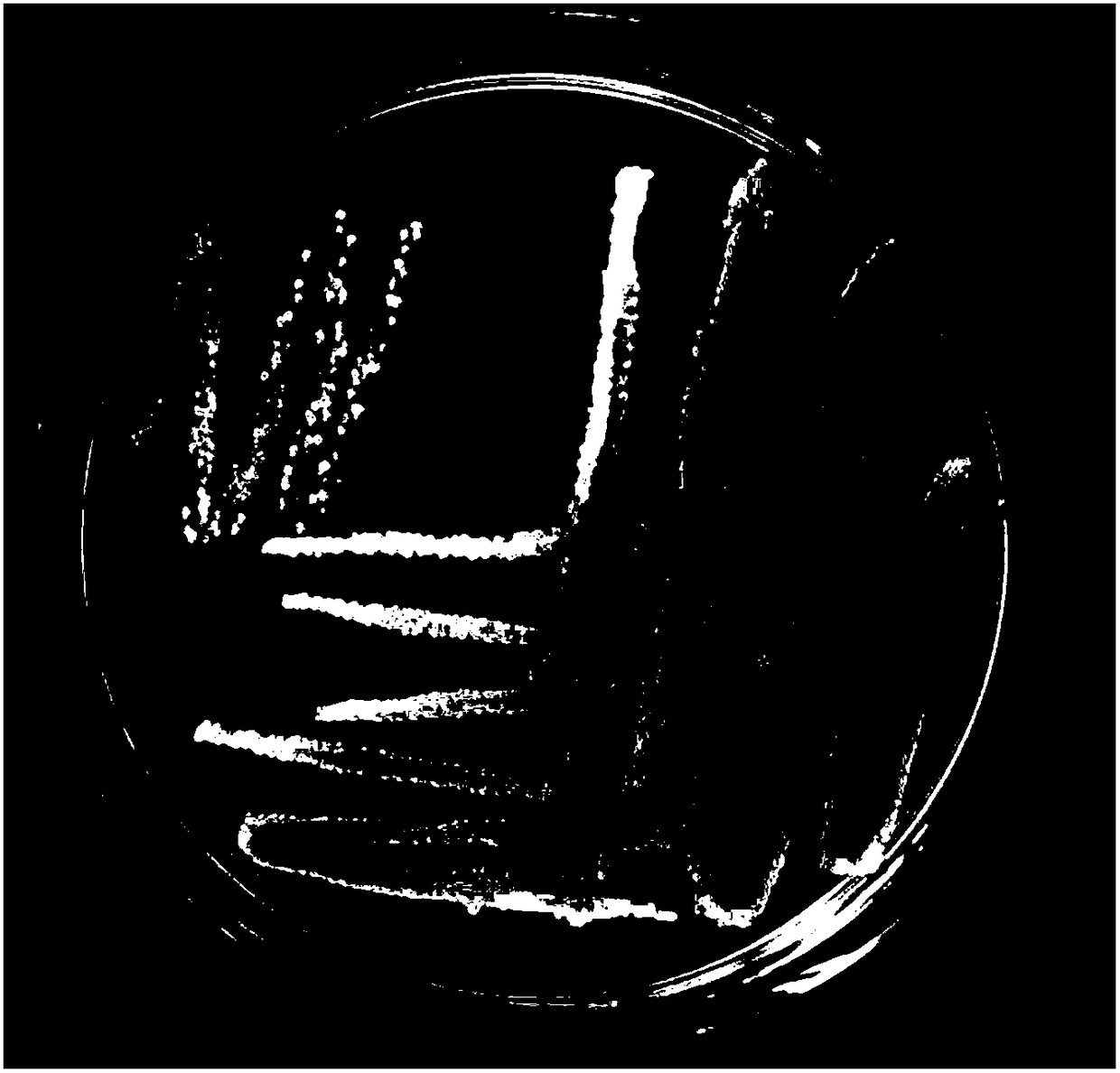 Bacillus strain for degrading aflatoxin B1 and screening and application thereof