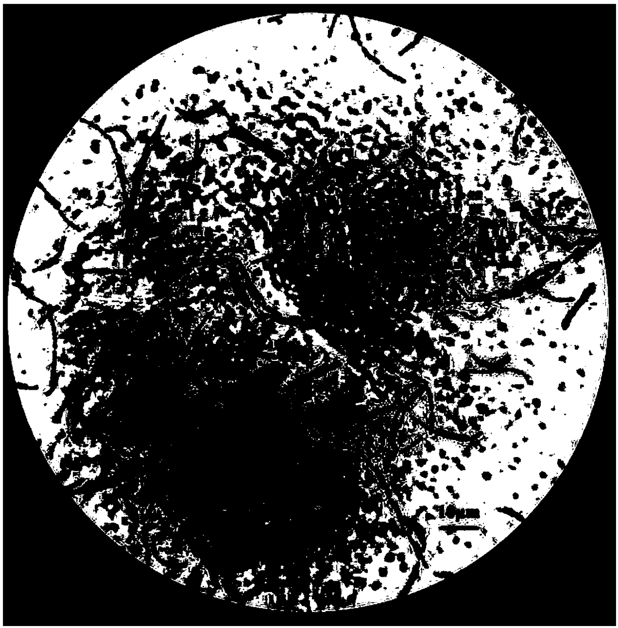 Bacillus strain for degrading aflatoxin B1 and screening and application thereof