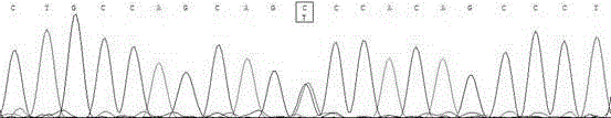 Rapid detection method and application of single nucleotide polymorphism site of cattle cidec gene