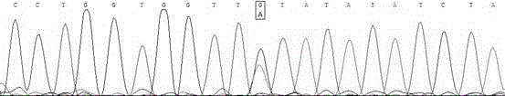 Rapid detection method and application of single nucleotide polymorphism site of cattle cidec gene