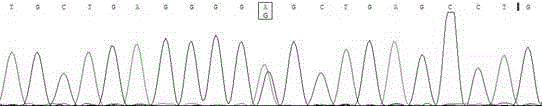 Rapid detection method and application of single nucleotide polymorphism site of cattle cidec gene