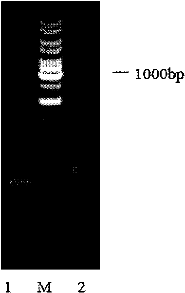 Method for cultivating transgenic plant