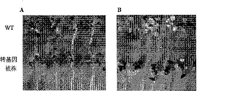 Method for cultivating transgenic plant