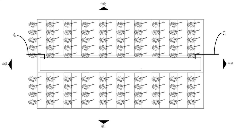 Peach culture system and method