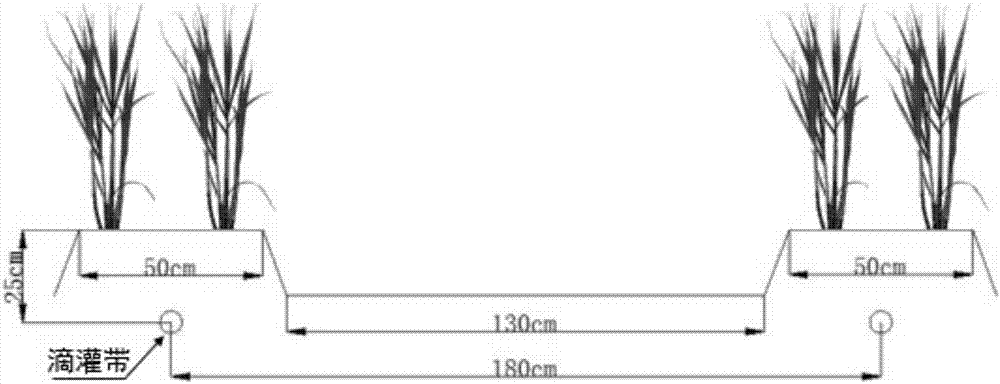 Efficient sugar cane cultivation method based on long-acting underground drip irrigation system