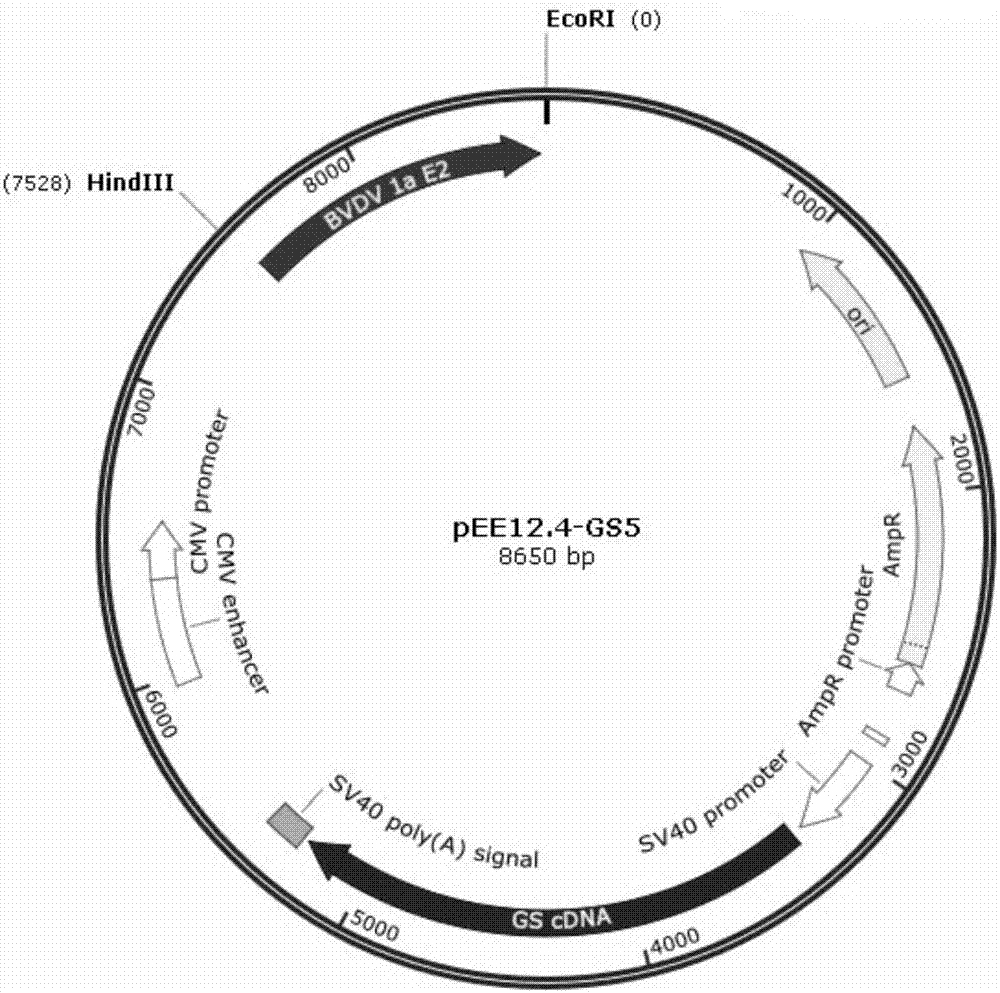 Preparation methods for CHO cell expressed recombinant bovine viral diarrhea virus protein E2 and subunit vaccine and application