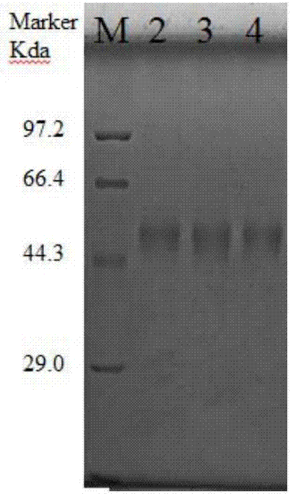 Preparation methods for CHO cell expressed recombinant bovine viral diarrhea virus protein E2 and subunit vaccine and application