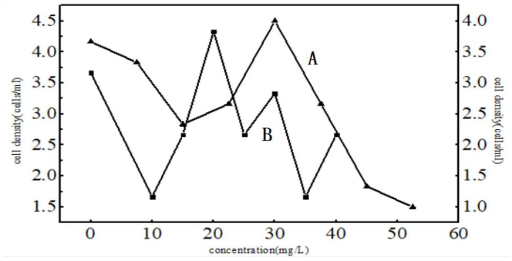 A kind of pure culture system of acanthus duckweed and its preparation method and culture method