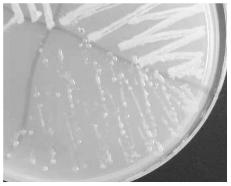 Application of Burkholderia in Biological Control of Aspergillus flavus and Peanut Storage