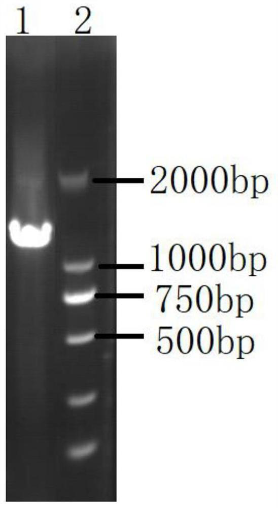 Application of Burkholderia in Biological Control of Aspergillus flavus and Peanut Storage