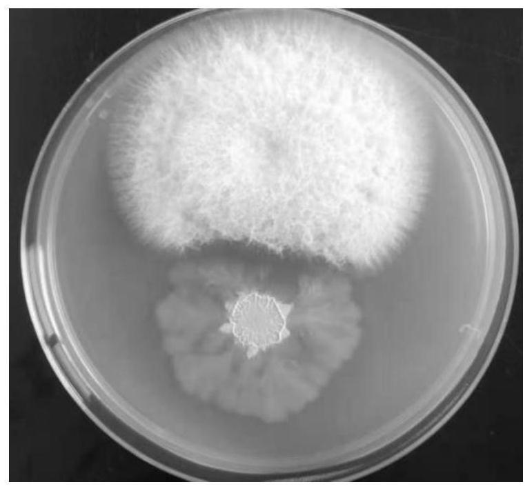 Application of Burkholderia in Biological Control of Aspergillus flavus and Peanut Storage