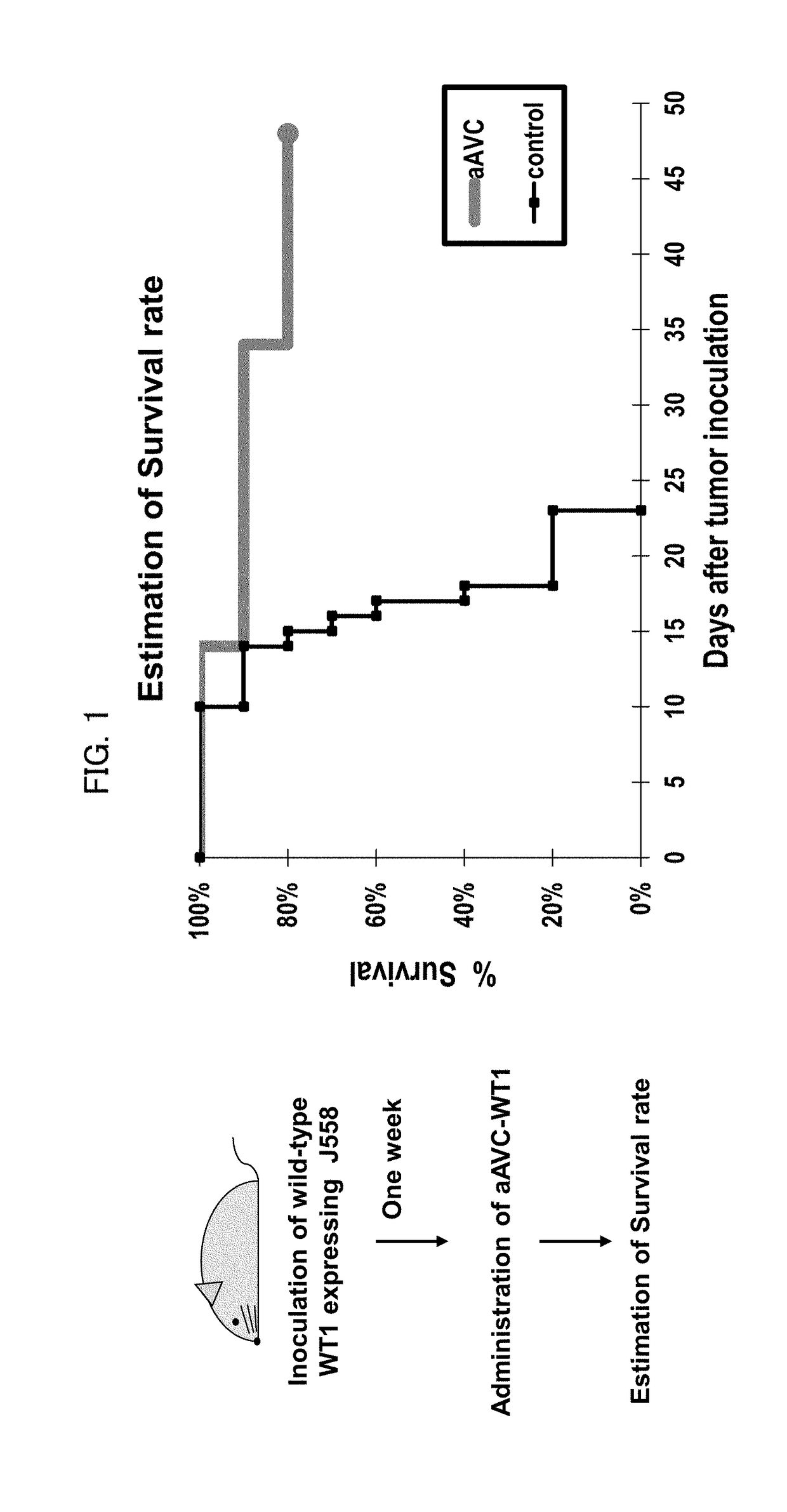 Cell for immunotherapy, including modified nucleic acid construct encoding wilms tumor gene product