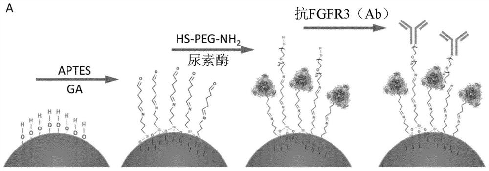 Functionalized enzyme-powered nanomotors