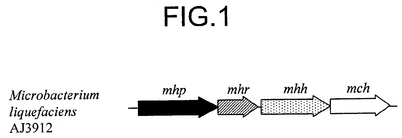 Transporter protein