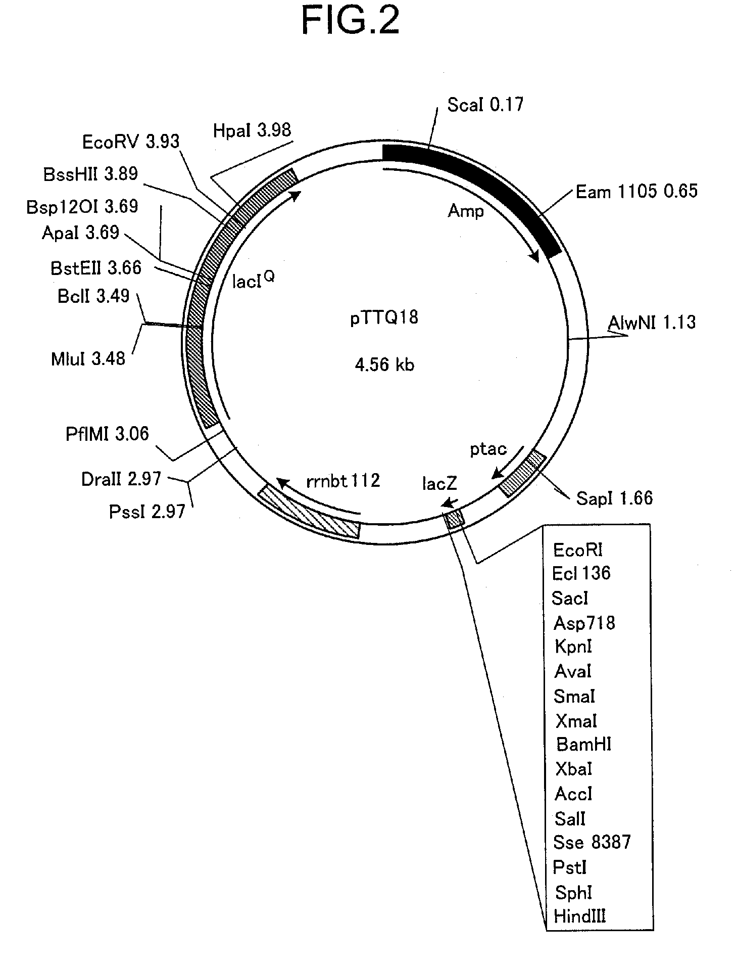 Transporter protein