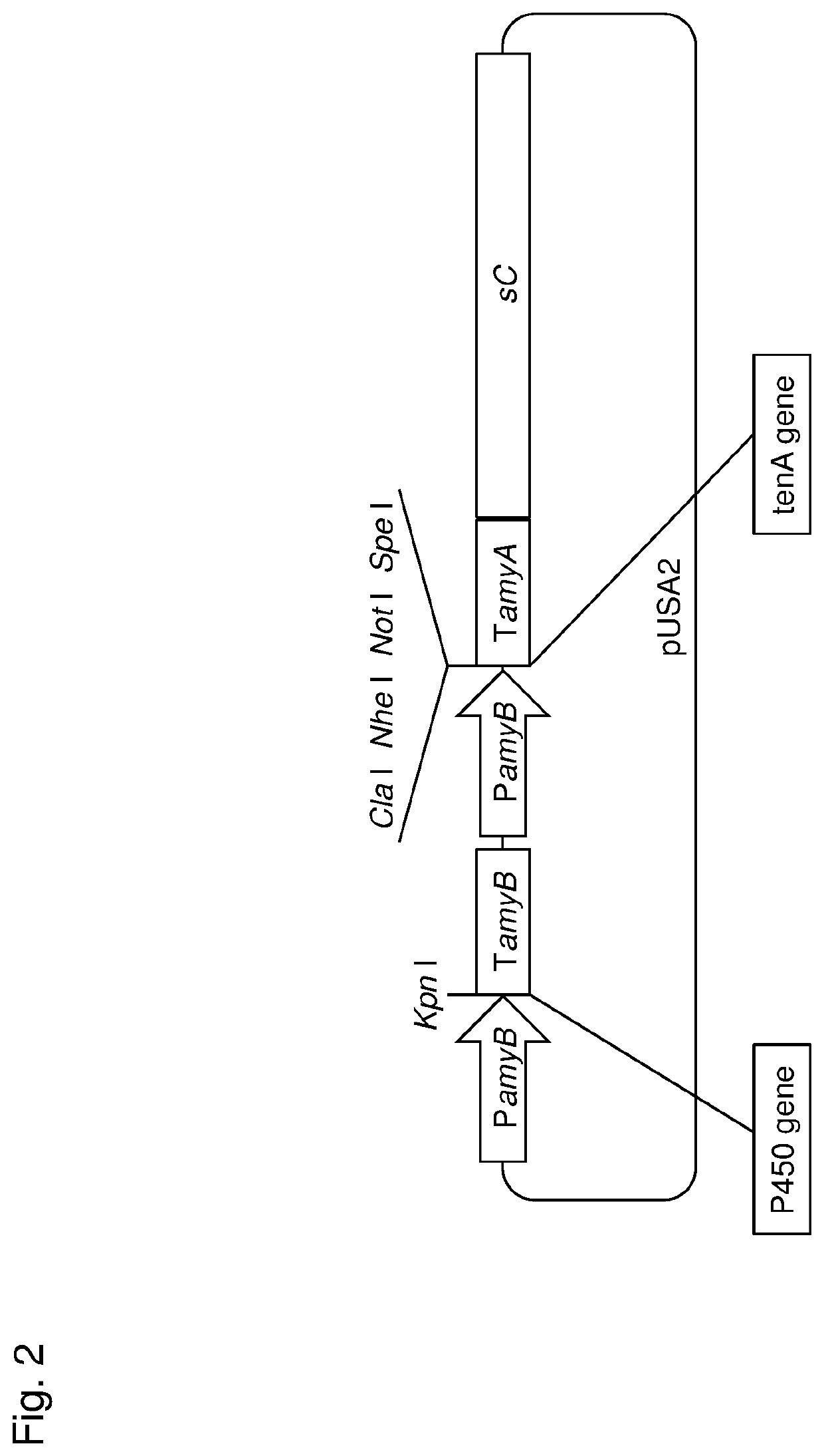 Tentoxin synthesis gene, a method for producing tentoxin or dihydrotentoxin using the same, and a transformant comprising the same