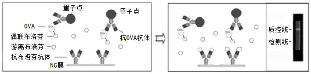 Quantum dot immunochromatography detection card and detection method for detecting ibuprofen by double antibody sandwich immunocompetitive method